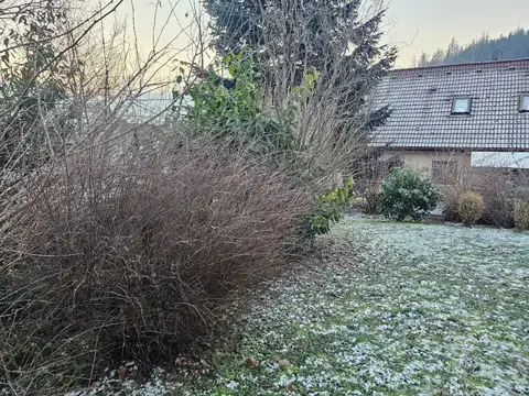Strauchbestand im Garten