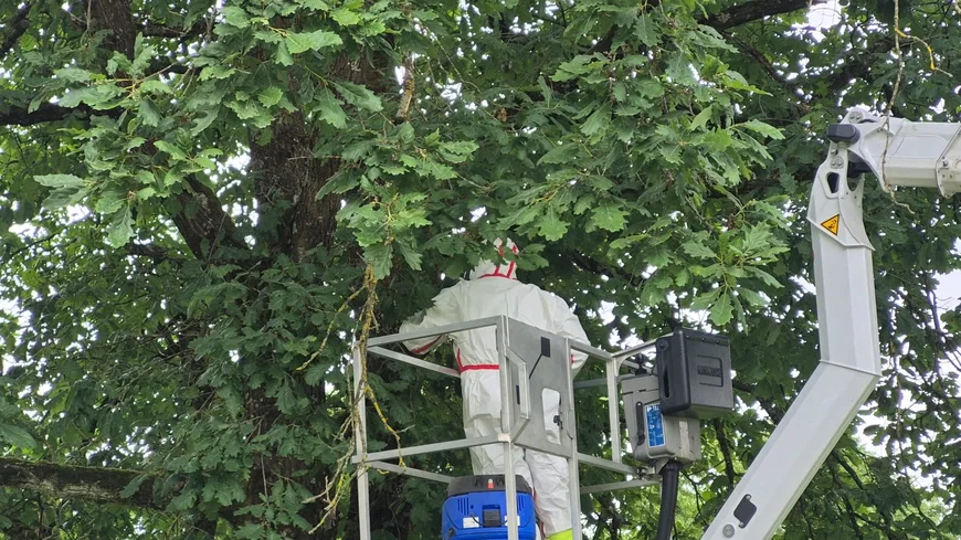 Baumpflege mit Arbeitsbühne