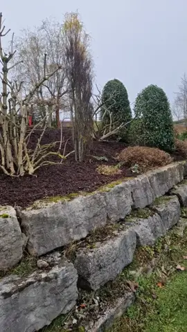Gepflegte Gehölze oberhalb einer Natursteinmauer