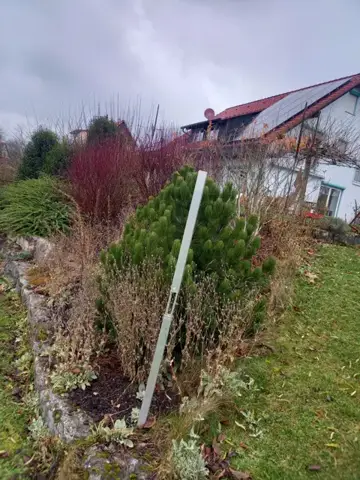 Rückschnitt von Sträuchern am Hang