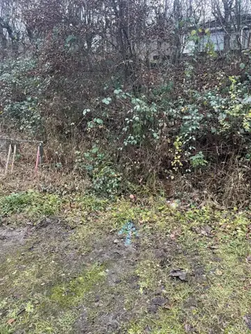 Dichter Bewuchs am Grundstücksrand