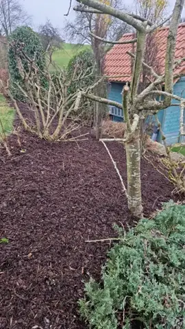 Gepflegtes Beet nach dem Gehölzschnitt