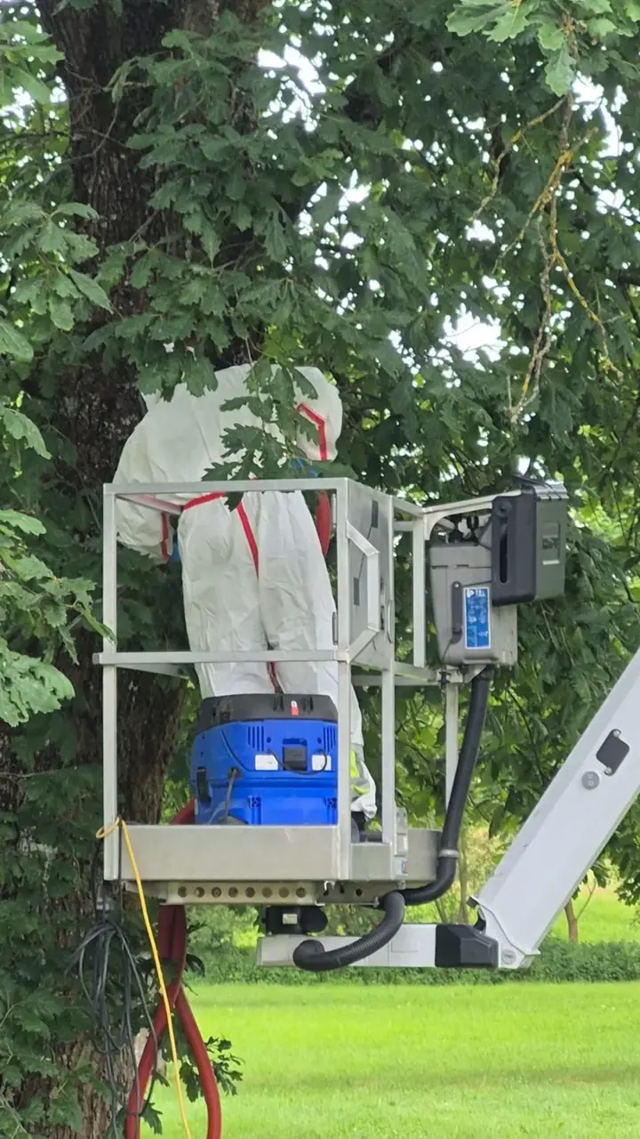 Absaugarbeiten am Baum mit Schutzausrüstung
