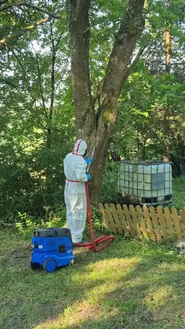 Entfernung am Baumstamm